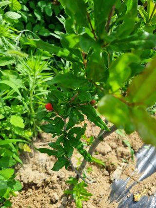 정민지호맘님의 기타작물 · 영농일지 작성글 사진