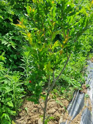 정민지호맘님의 기타작물 · 영농일지 작성글 사진