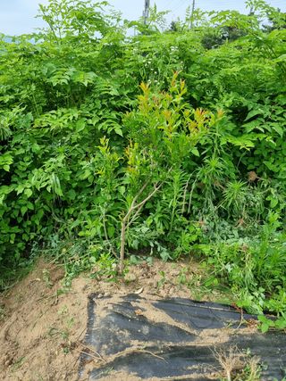 정민지호맘님의 기타작물 · 영농일지 작성글 사진