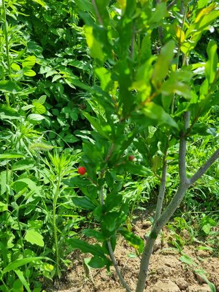 정민지호맘님의 기타작물 · 영농일지 작성글 사진