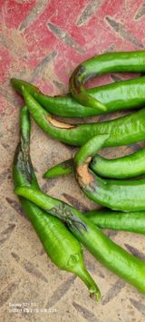 팜모닝 고추·비료•농약 게시글 이미지