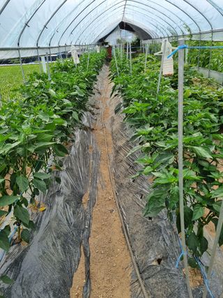 정민지호맘님의 고추 · 영농일지 작성글 사진