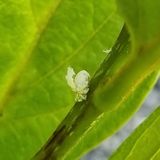 팜모닝 들깨·병해충상담 게시글 이미지