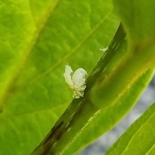 서정혁님의 들깨 · 병해충상담 작성글 사진