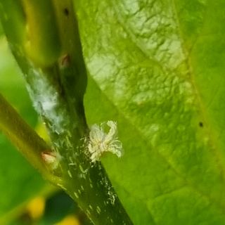 서정혁님의 들깨 · 병해충상담 작성글 사진