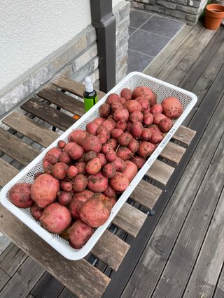 김지훈님의 감자 · 영농일지 작성글 사진