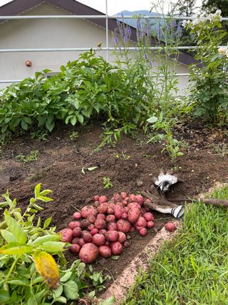 김지훈님의 감자 · 영농일지 작성글 사진