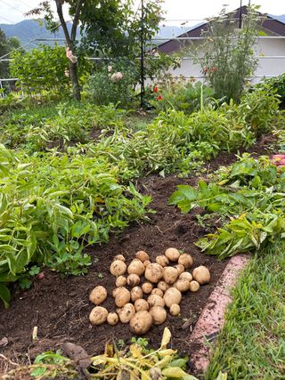 김지훈님의 감자 · 영농일지 작성글 사진