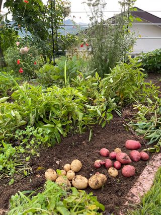 김지훈님의 감자 · 영농일지 작성글 사진