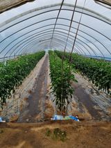 팜모닝 고추·수확 게시글 이미지