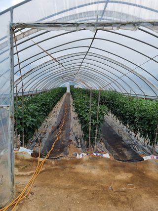 김갑태님의 고추 · 수확 작성글 사진