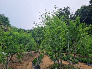 양진호님의 기타작물 · 병해충상담 작성글 사진