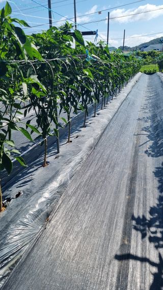 김수선님의 고추 · 지주설치•유인•성장 작성글 사진