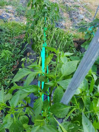 콩20557님의 고추 · 비료•농약 작성글 사진