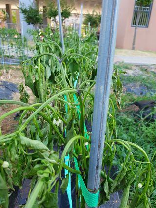 콩20557님의 고추 · 비료•농약 작성글 사진