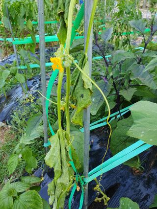 콩20557님의 고추 · 비료•농약 작성글 사진