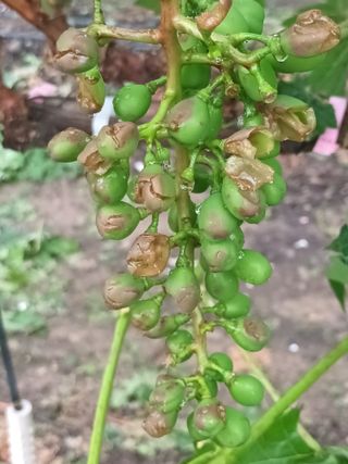 5113님의 포도 · 자유게시판 작성글 사진