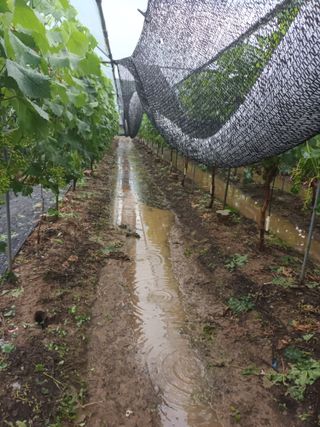 5113님의 포도 · 자유게시판 작성글 사진