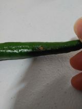 팜모닝 고추·병해충상담 게시글 이미지