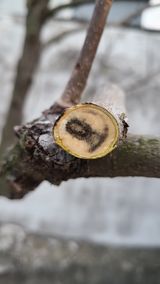 팜모닝 감·병해충상담 게시글 이미지