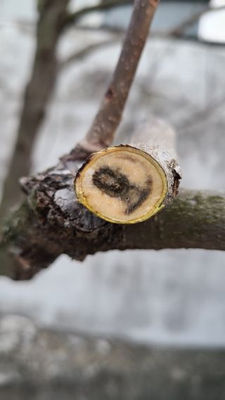 장호덕님의 감 · 병해충상담 작성글 사진