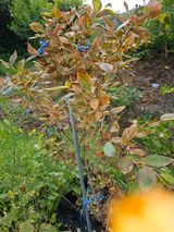 팜모닝 블루베리·병해충상담 게시글 이미지