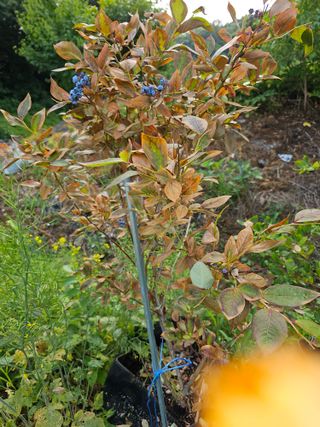 HJK님의 블루베리 · 병해충상담 작성글 사진