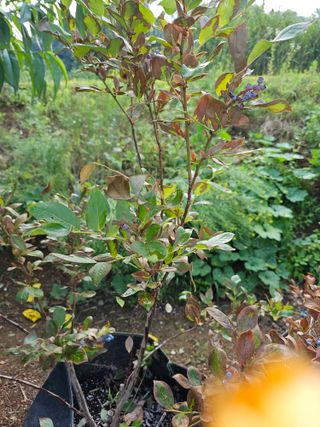 HJK님의 블루베리 · 병해충상담 작성글 사진