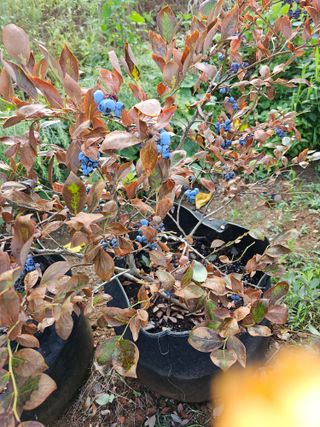 HJK님의 블루베리 · 병해충상담 작성글 사진