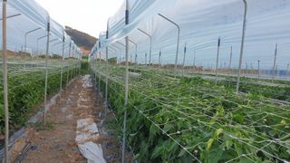 당진농부님의 고추 · 지주설치•유인•성장 작성글 사진