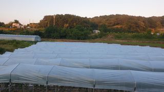 당진농부님의 고추 · 지주설치•유인•성장 작성글 사진