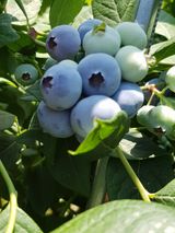 팜모닝 블루베리·자유게시판 게시글 이미지