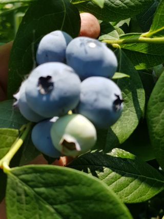 권기익님의 블루베리 · 자유게시판 작성글 사진