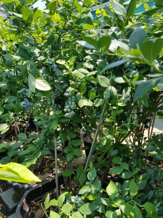 권기익님의 블루베리 · 자유게시판 작성글 사진