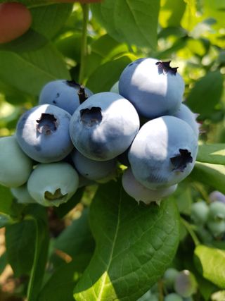 권기익님의 블루베리 · 자유게시판 작성글 사진