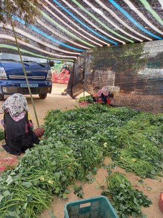 당진수농원박선이님의 고구마 · 자유게시판 작성글 사진