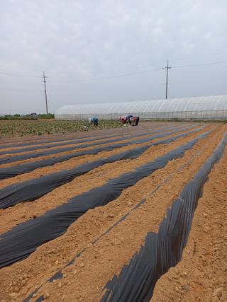 당진수농원박선이님의 고구마 · 자유게시판 작성글 사진