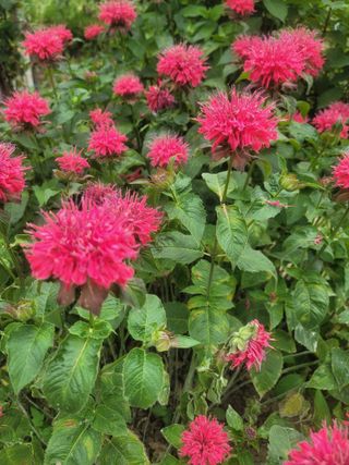 해뜨는농원/강혜광님의 기타작물 · 자유게시판 작성글 사진