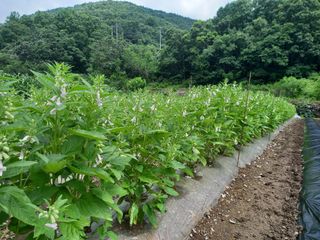 봉골농장님의 기타작물 · 자유게시판 작성글 사진