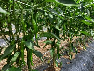 봉골농장님의 기타작물 · 자유게시판 작성글 사진