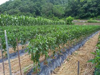 봉골농장님의 기타작물 · 자유게시판 작성글 사진