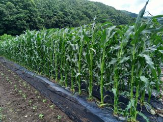 봉골농장님의 기타작물 · 자유게시판 작성글 사진