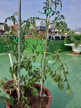 팜모닝 장마 대비 어떻게 하셨나요?·참여 게시글 이미지