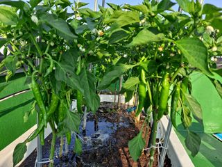 해남댁님의 장마 대비 어떻게 하셨나요? · 참여 작성글 사진