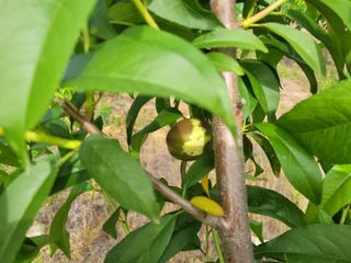 김경곤님의 복숭아 · 병해충상담 작성글 사진