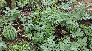 가산농장님의 자유주제 · 사진전 작성글 사진