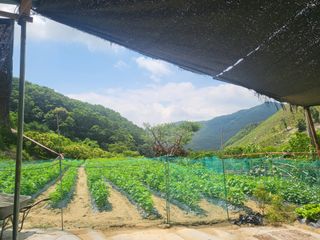 임애자님의 참깨 · 자유게시판 작성글 사진