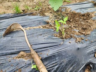 김영준님의 참깨 · 자유게시판 작성글 사진