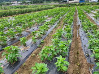 김영준님의 참깨 · 자유게시판 작성글 사진