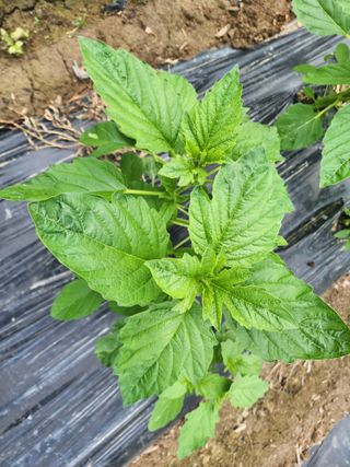 김영준님의 참깨 · 자유게시판 작성글 사진